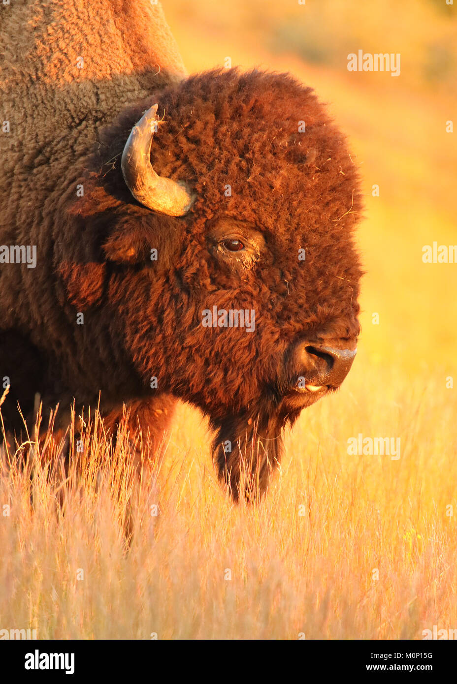A portrait of an American Bison during dawn in the Badlands of North Dakota. Stock Photo