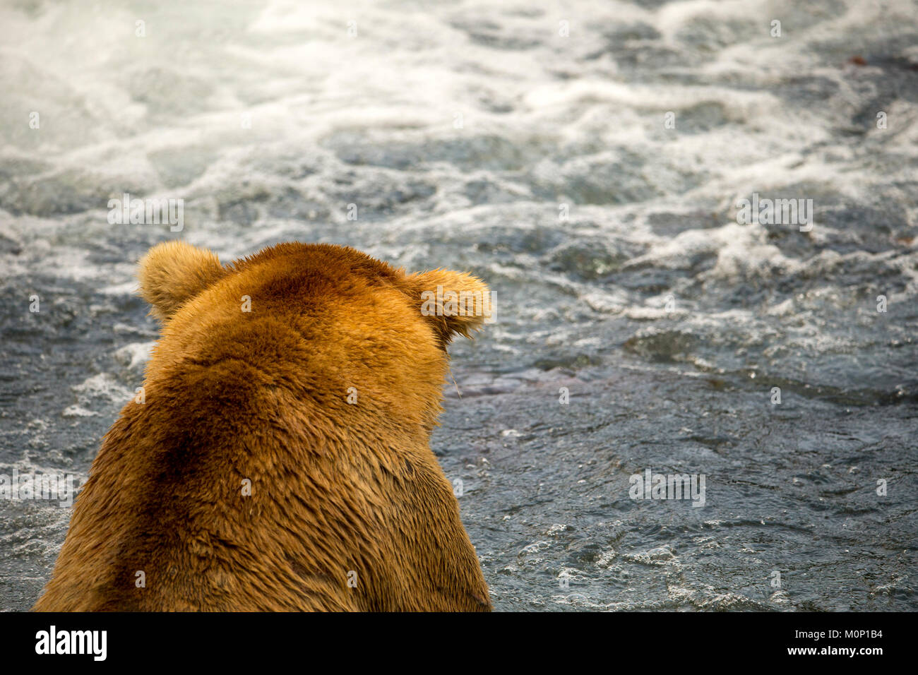 The Alaskan Brown Bear walking the lake front on a remote lake in Alaska USA. Known to be the larges of large brown bears, this young bear is out and  Stock Photo