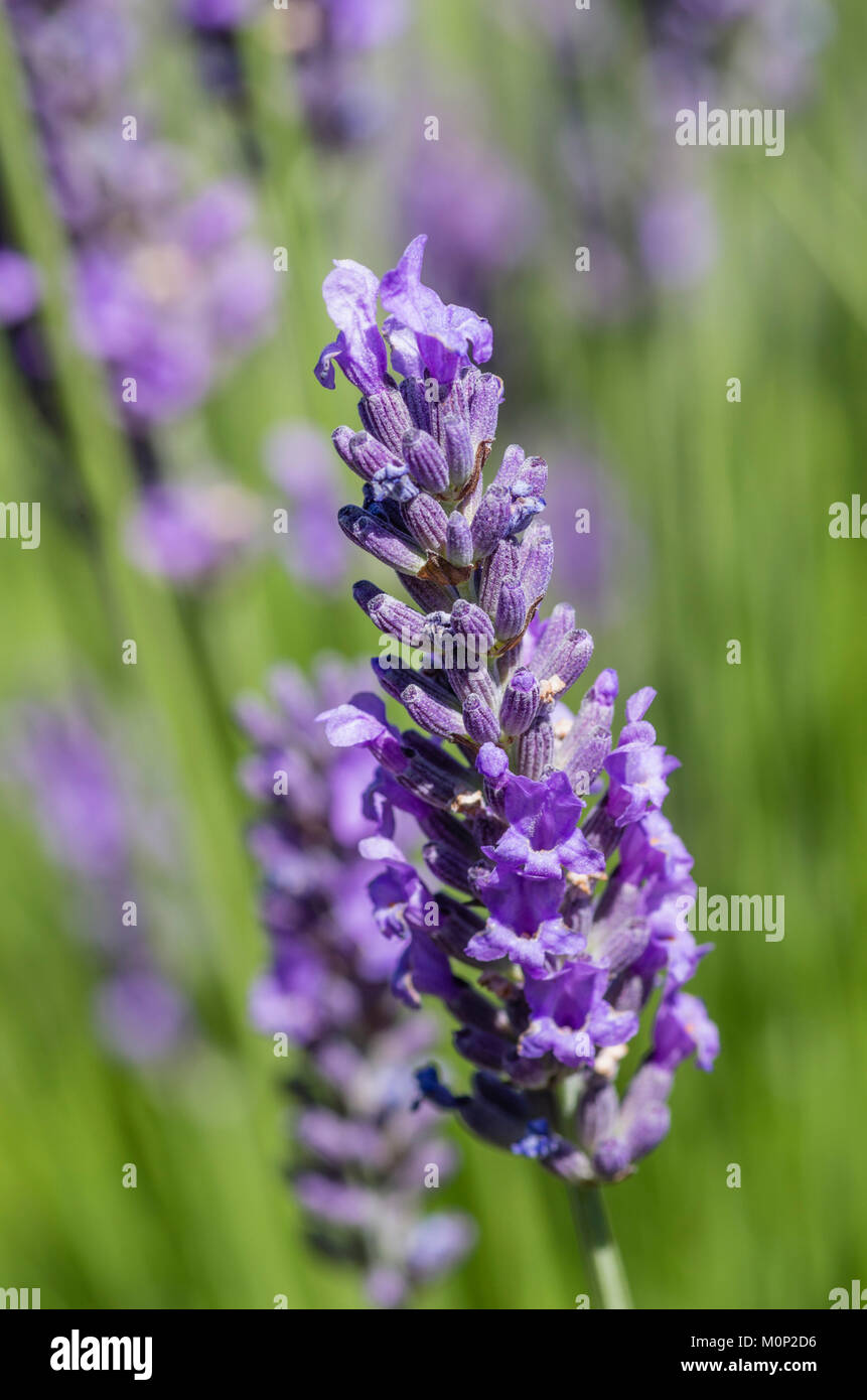 Purple or blue Lavender plants in bloom at a flower farm.  Dundee, Oregon, USA Stock Photo