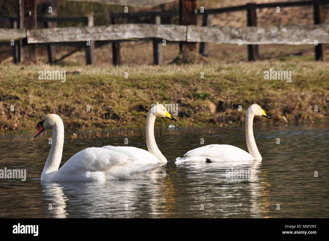 Mute Swan. Large white water bird. Floating on the lake Stock Photo Alamy