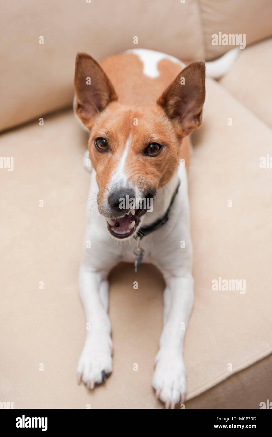 Jack Russell Terrier One year old puppy pulling funny face Stock Photo