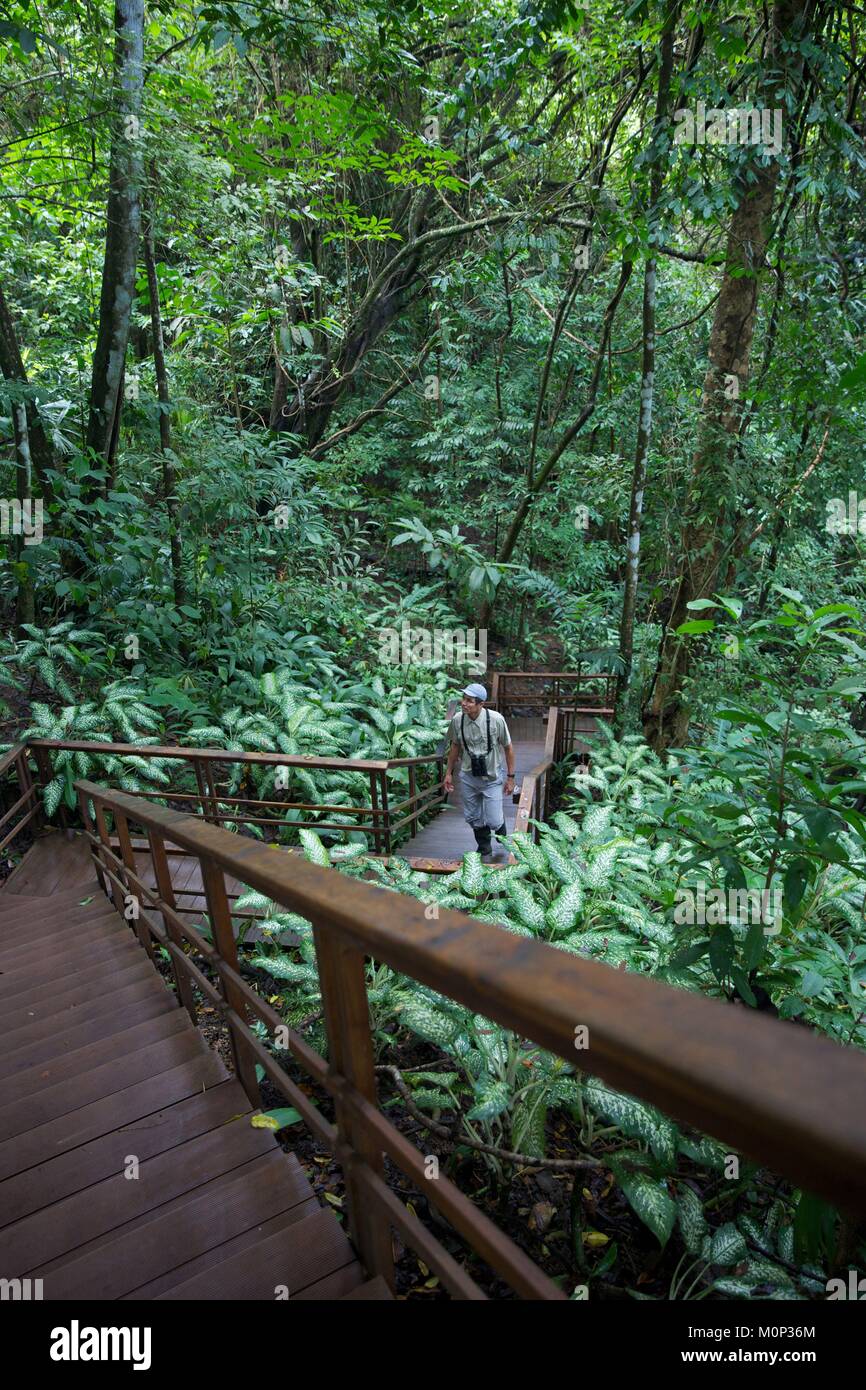 Costa Rica,Osa peninsula,naturalist guide in a staircase decending in the primary forest in the area of the ecolodge Lapa Rios Stock Photo