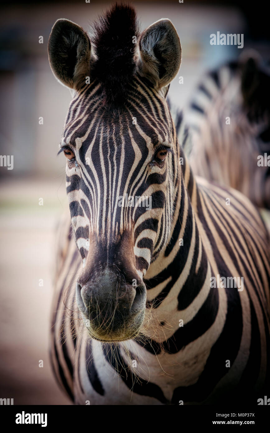 Zebra close up portrait Stock Photo - Alamy