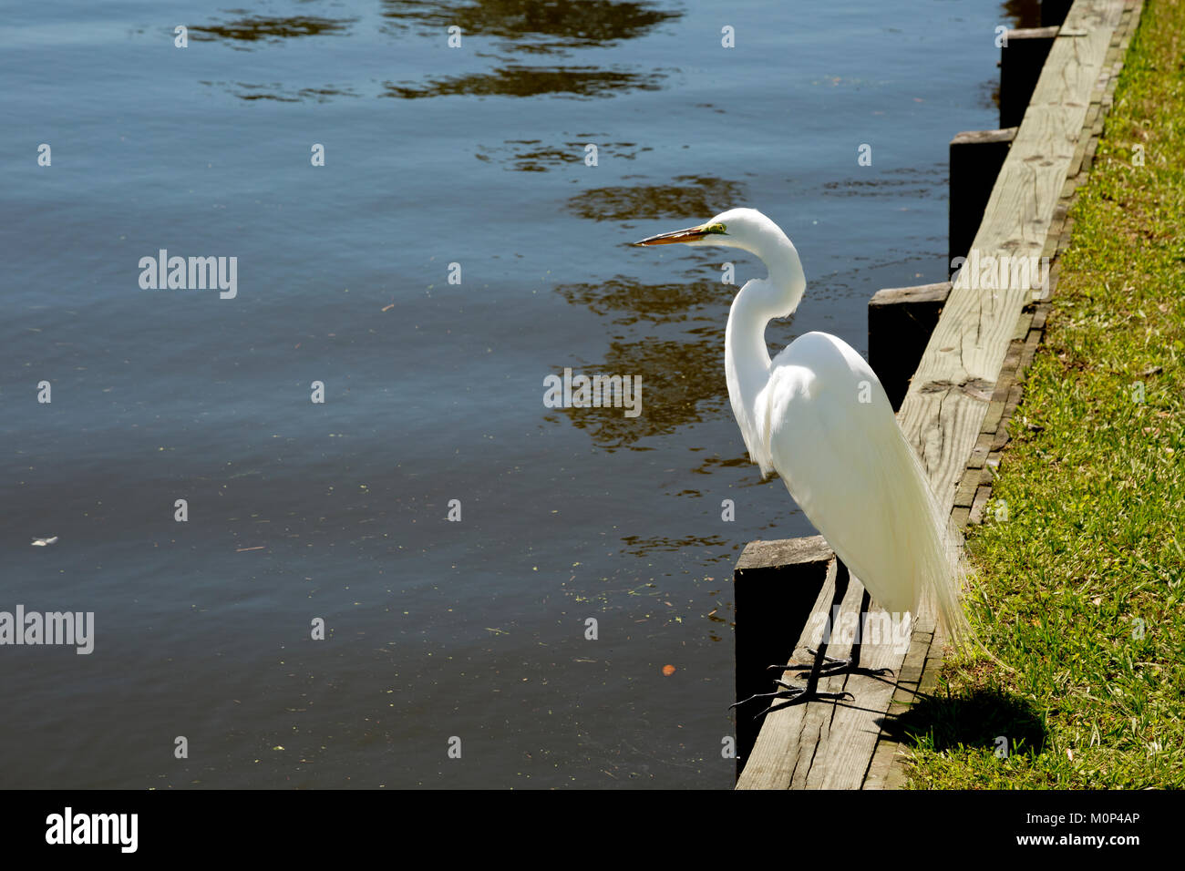 NC01405-00...NORTH CAROLINA - A Great White Heron fishing in the boat house pond at the Whalehead Club on the Outer Banks at Corrola. Stock Photo