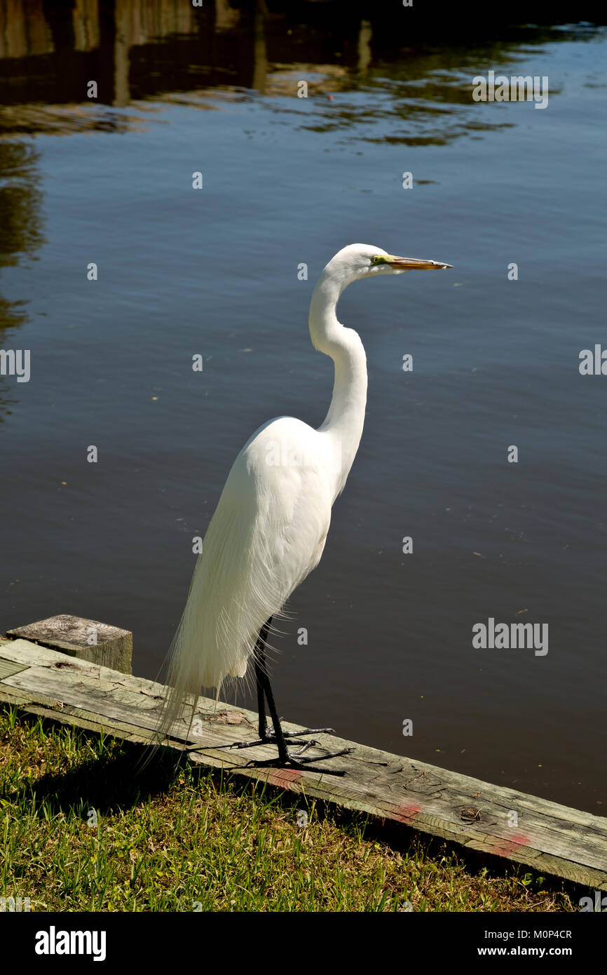 NC01406-00...NORTH CAROLINA - A Great White Heron fishing in the boat house pond at the Whalehead Club on the Outer Banks at Corrola. Stock Photo