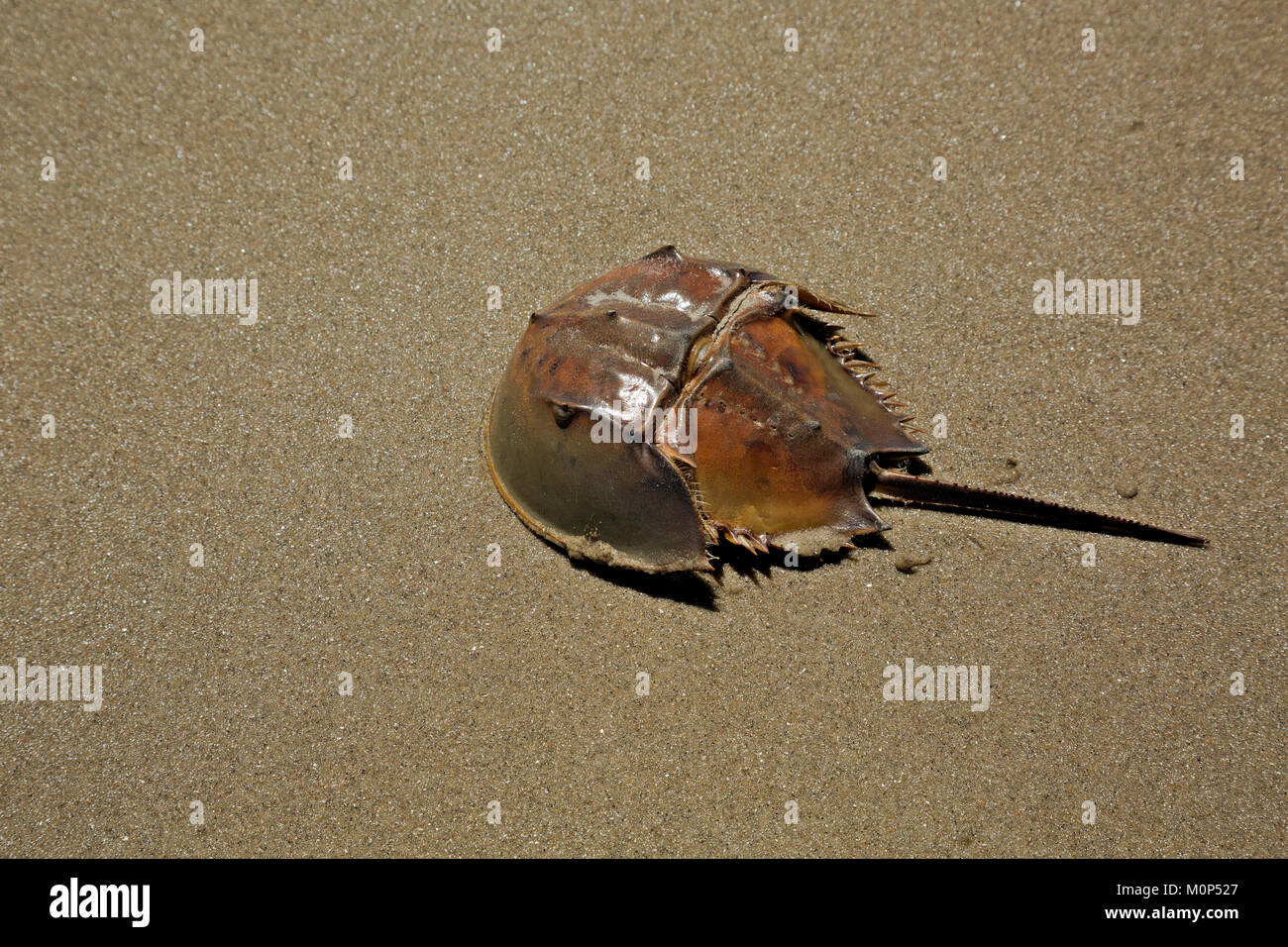 NC01411-00...NORTH CAROLINA - The hard carapace of a horseshoe crab found along the sandy beaches of the Outer Banks. Stock Photo
