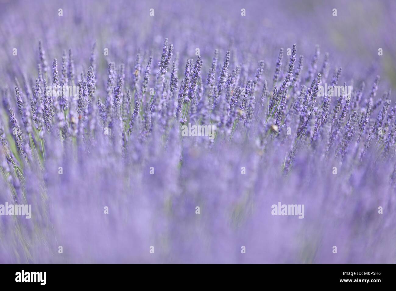 France,Vaucluse,Sault,true lavender (Lavandula angustifolia) of the Lamiaceae family Stock Photo
