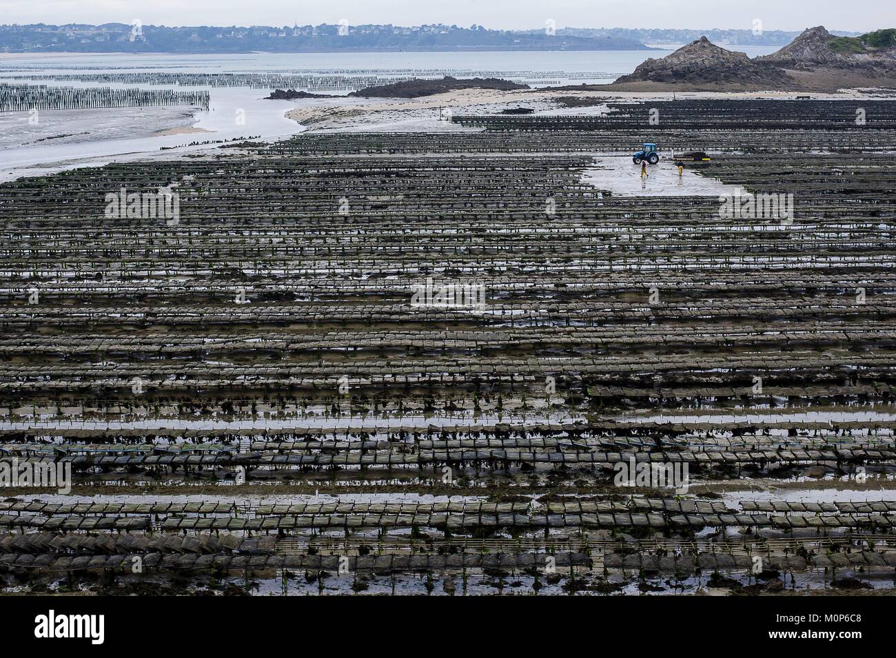France,Cotes d'Armor,Saint Jacut de la Mer,general view of oyster farms at low tide Stock Photo