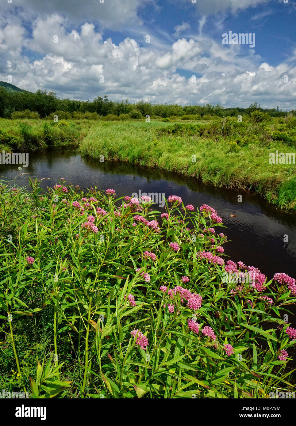 Beautiful Blackwater River meanders through Canaan Valley West Virginia Stock Photo