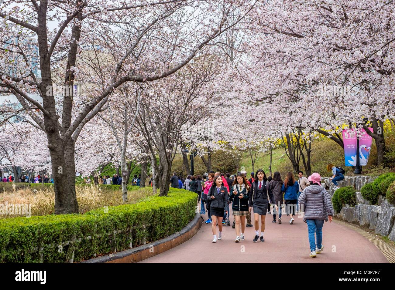 South Korea,Seoul,Songpa-gu district,cherry blossoms in the Songpa Naru Park Stock Photo