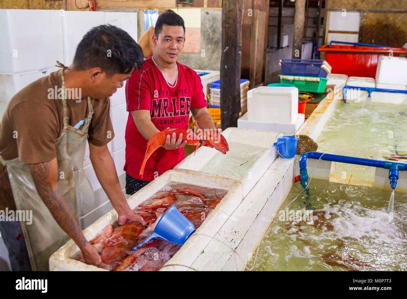 Philippines,Palawan,Roxas,groupers prepared to be lived export for