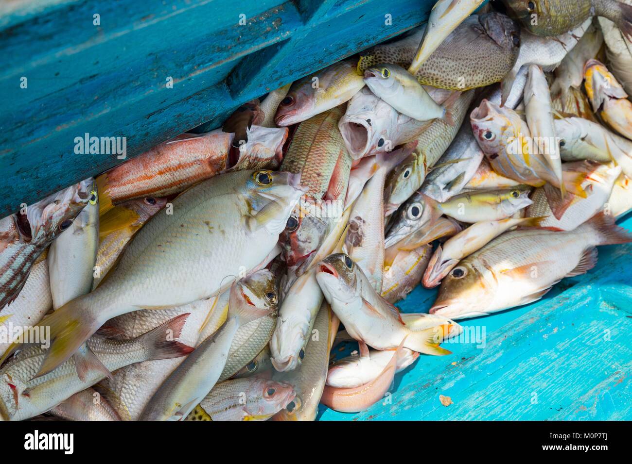 Philippines,Palawan,Roxas,Johnson Island,fresh fishes in a boat Stock ...