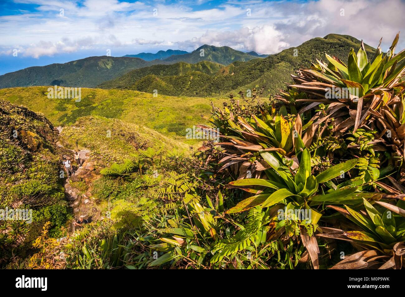 France,the Caribbean,Lesser Antilles,Guadeloupe,Basse-Terre and Saint-Claude,the vegetation on the flanks of the Soufrière volcano is remarkable for its biodiversity,it ranges on three levels: dense rainforest up to 1,100 meters,dense wet scrubs between 1,100 and 1,400 meters,consisting of shrubs not exceeding two meters in height (among others,Schefflera attenuata,Clusia mangle,Miconia coriacea),the summit prairies from which bromeliaceae emerge: Guzmania plumieri ubiquitous,and above all Pitcairnia bifrons,pioneer species present up to the edges of eruptive mouths Stock Photo