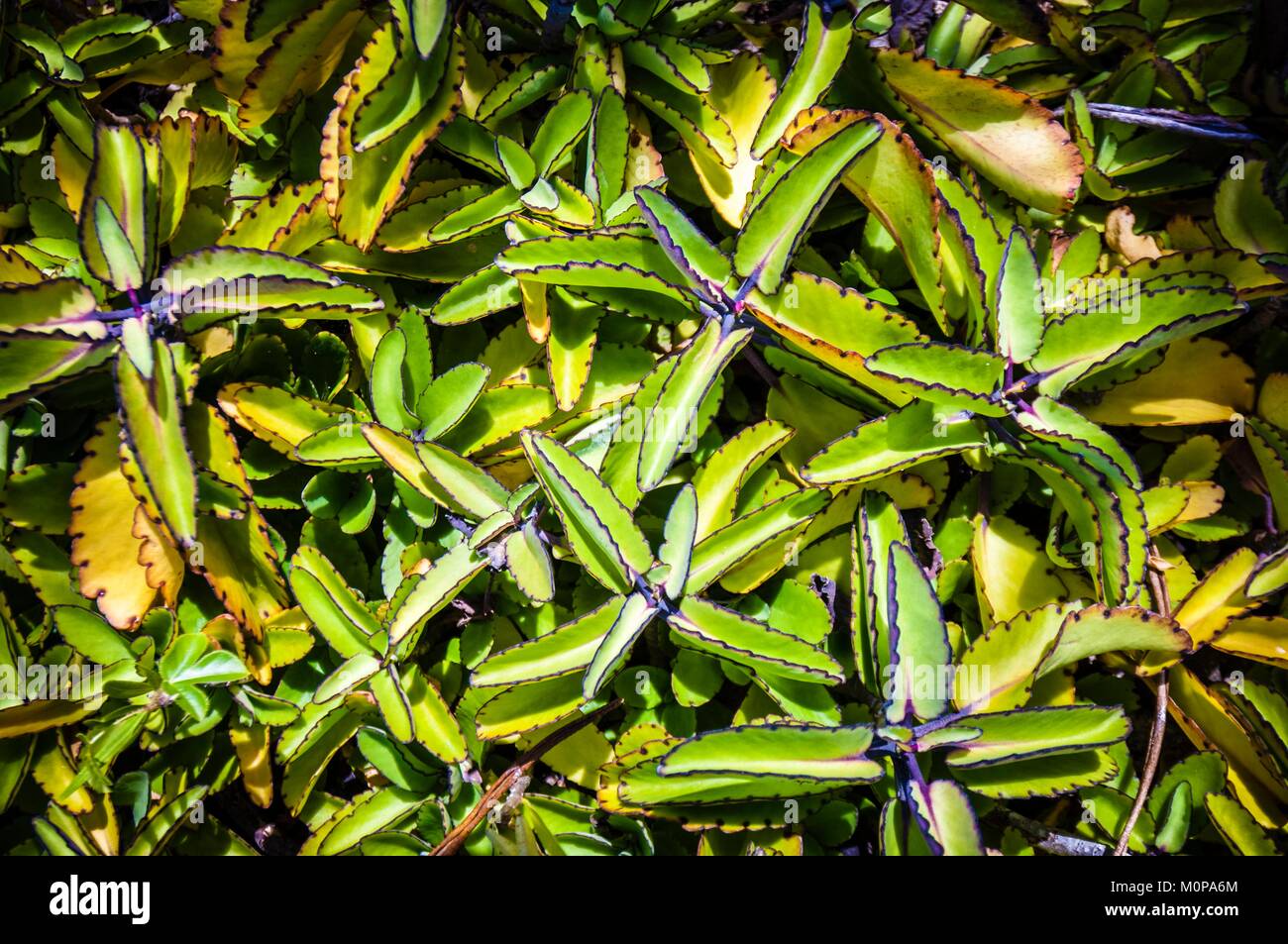 France,Caribbean,Lesser Antilles,Guadeloupe,Les Saintes,Terre-de-Haut,Marigot Bay,Kalanchoe pinnata is a succulent plant of the family Crassulaceae originally from Madagascar Stock Photo
