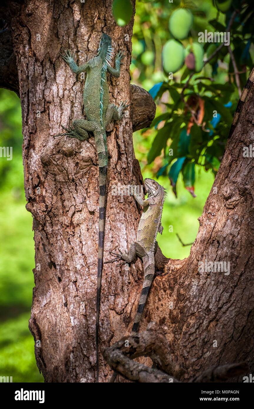 France,Guadeloupe,Les Saintes,Terre-de-Haut,2 green iguanas (Iguana iguana) climb on the trunk of a mango tree Stock Photo