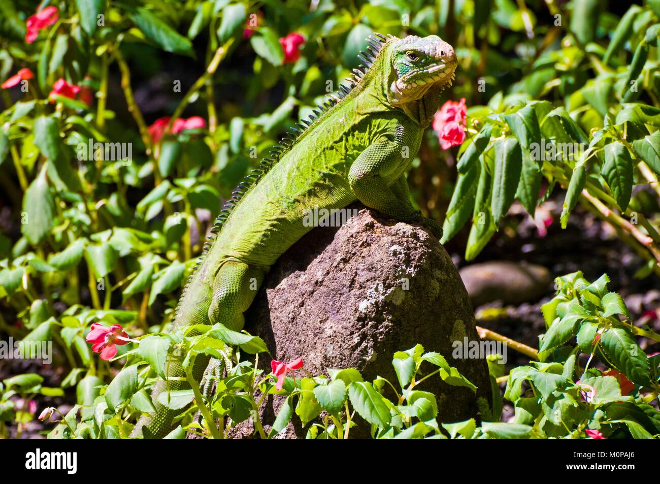 France,Caribbean,French West Indies,Guadeloupe,Basse-Terre,Parc des Mamelles,green iguana or common iguana (Iguana iguana) basking in the sun Stock Photo