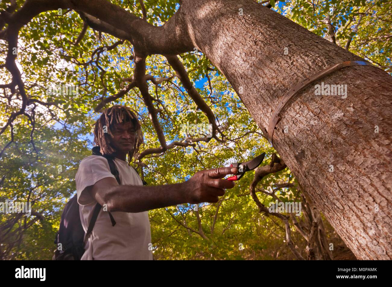 France,Caribbean,Lesser Antilles,Petite Terre National Nature Reserve,Terre-de-Bas,a forest ranger crosses the undergrowth of mancenilliers (Hippomane mancinella),many of them with the curved trunk still bearing the stigmata of cyclone Hugo de 1989 Stock Photo