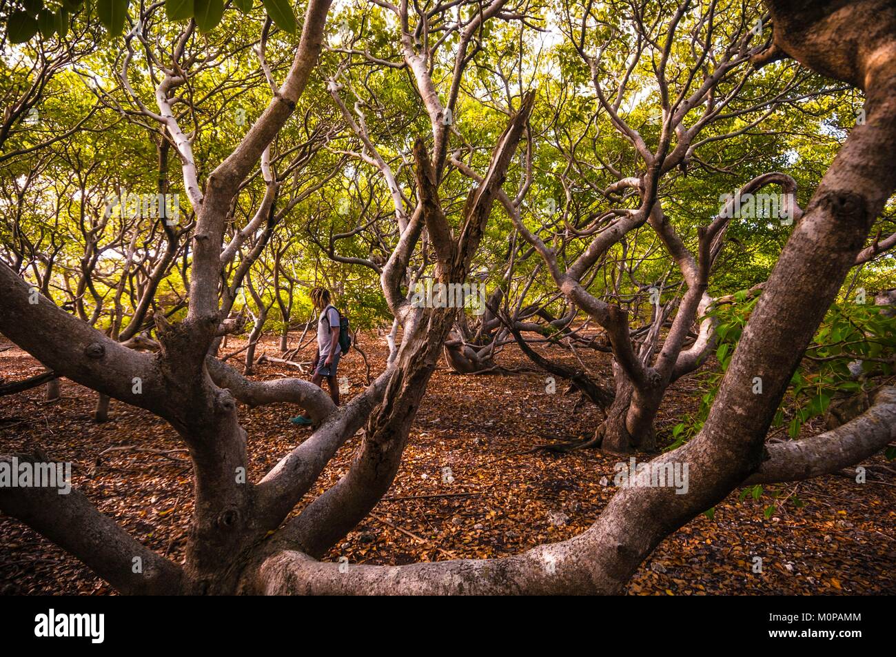 France,Caribbean,Lesser Antilles,Petite Terre National Nature Reserve,Terre-de-Bas,a forest ranger crosses the undergrowth of mancenilliers (Hippomane mancinella),many of them with the curved trunk still bearing the stigmata of cyclone Hugo de 1989 Stock Photo