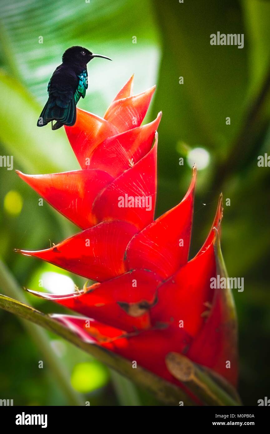 France,Caribbean,Lesser Antilles,Guadeloupe,Basse-Terre,Petit-Bourg,Madeira hummingbird (Eulampis jugularis) on a Caribbean bearswort flower (Heliconia caribaea) Stock Photo