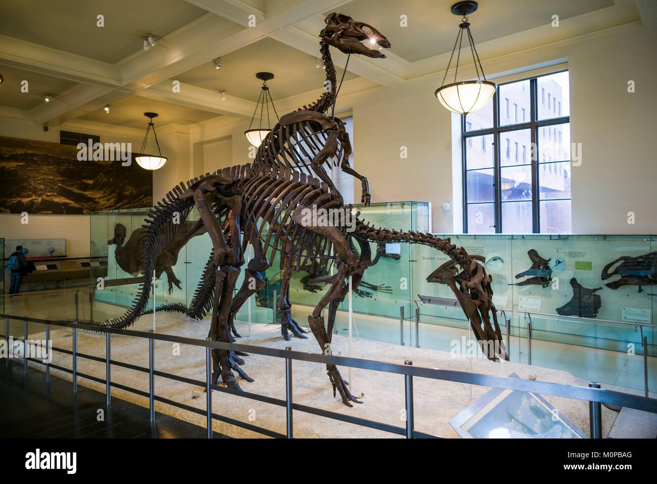 United States,New York,New York City,Upper West Side,Museum of Natural History,dinosaur exhibit