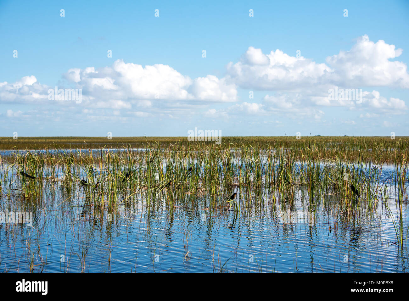 Florida Everglades view of the river of grass in Sawgrass Recreation Park with extra high water from Hurricane Irma; small birds hiding in the grass Stock Photo