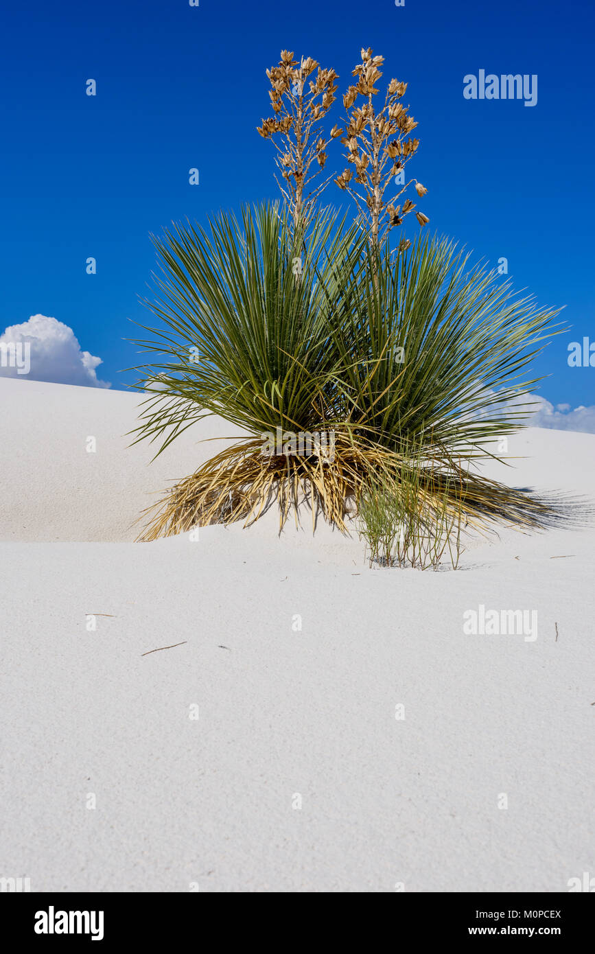 Yucca, White Sands Dunes, New Mexico. Stock Photo