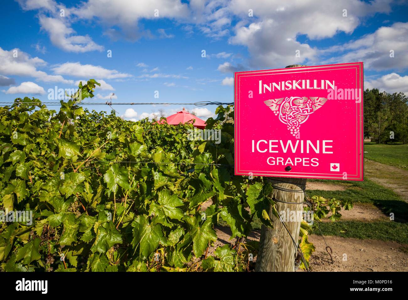 Canada,Ontario,Niagara on the Lake,Inniskillin Niagara Estate Winery
