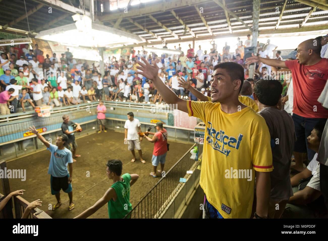 Philippines,Luzon,Bicol,Tagaon,cock fighting arena Stock Photo - Alamy