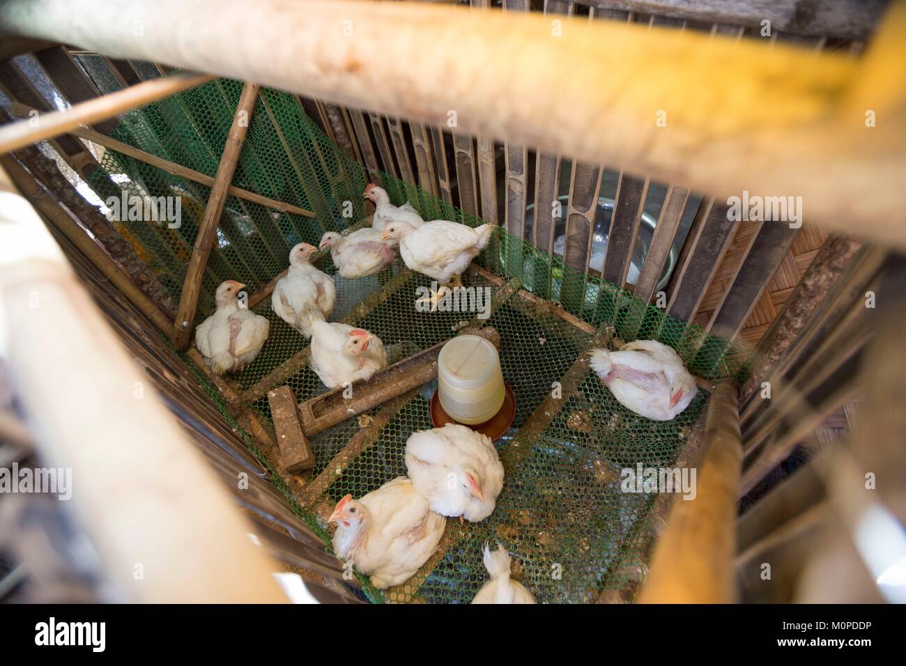Philippines,Luzon,Camarines Sur Province,Sagnay,Nato fishermen village,chicken in a cage in the backyard of a house Stock Photo