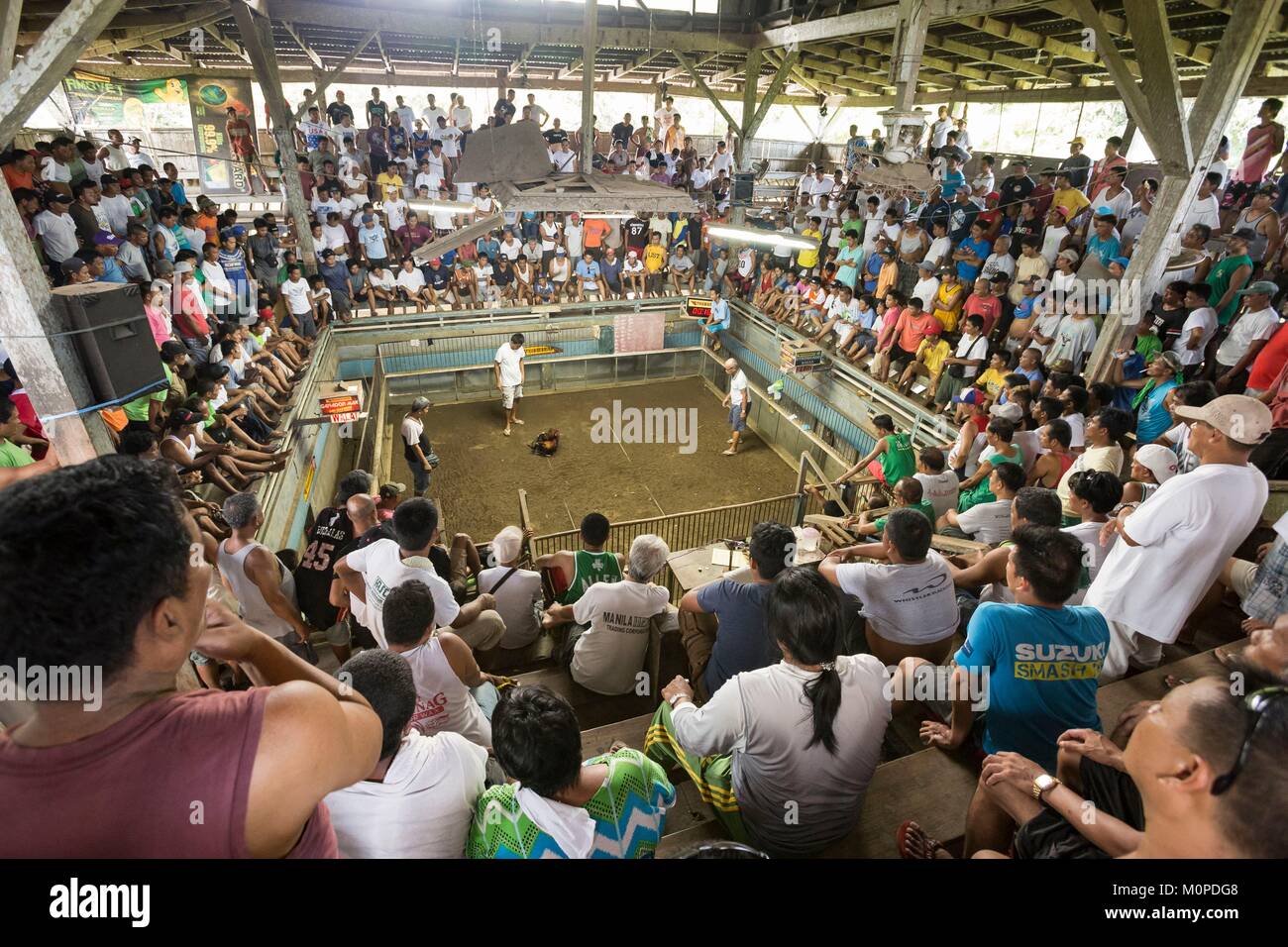Philippines,Luzon,Bicol,Tagaon,cock fighting arena Stock Photo - Alamy