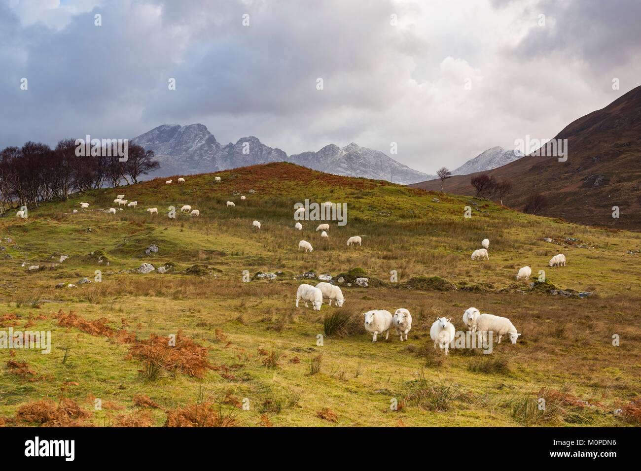 United Kingdom,Scotland,Highlands,Inner Hebrides,Isle of Sky,Kilbride,flock of sheep in a meadow Stock Photo
