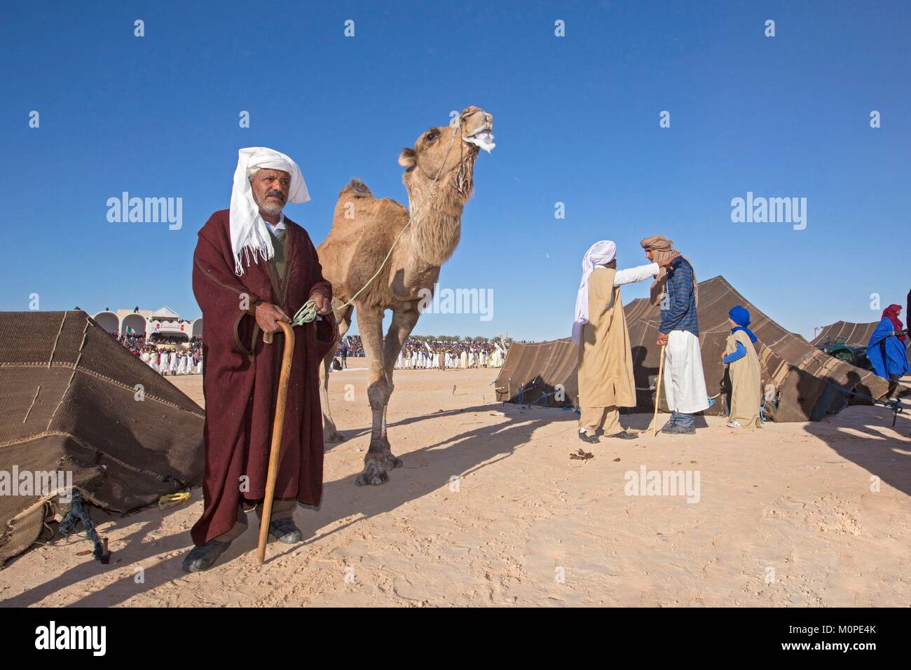 Tunisia,Douz,Sahara,international festival of the Sahara in Douz,Bedouin and Nomadic tents with dromedary Stock Photo