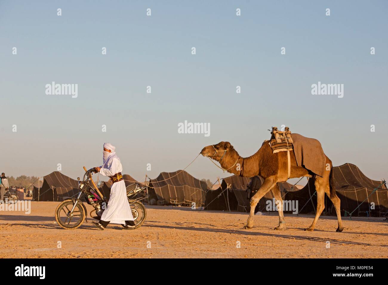Tunisia,Douz,Sahara,international festival of the Sahara in Douz,Bedouins,dromedary and moped Stock Photo