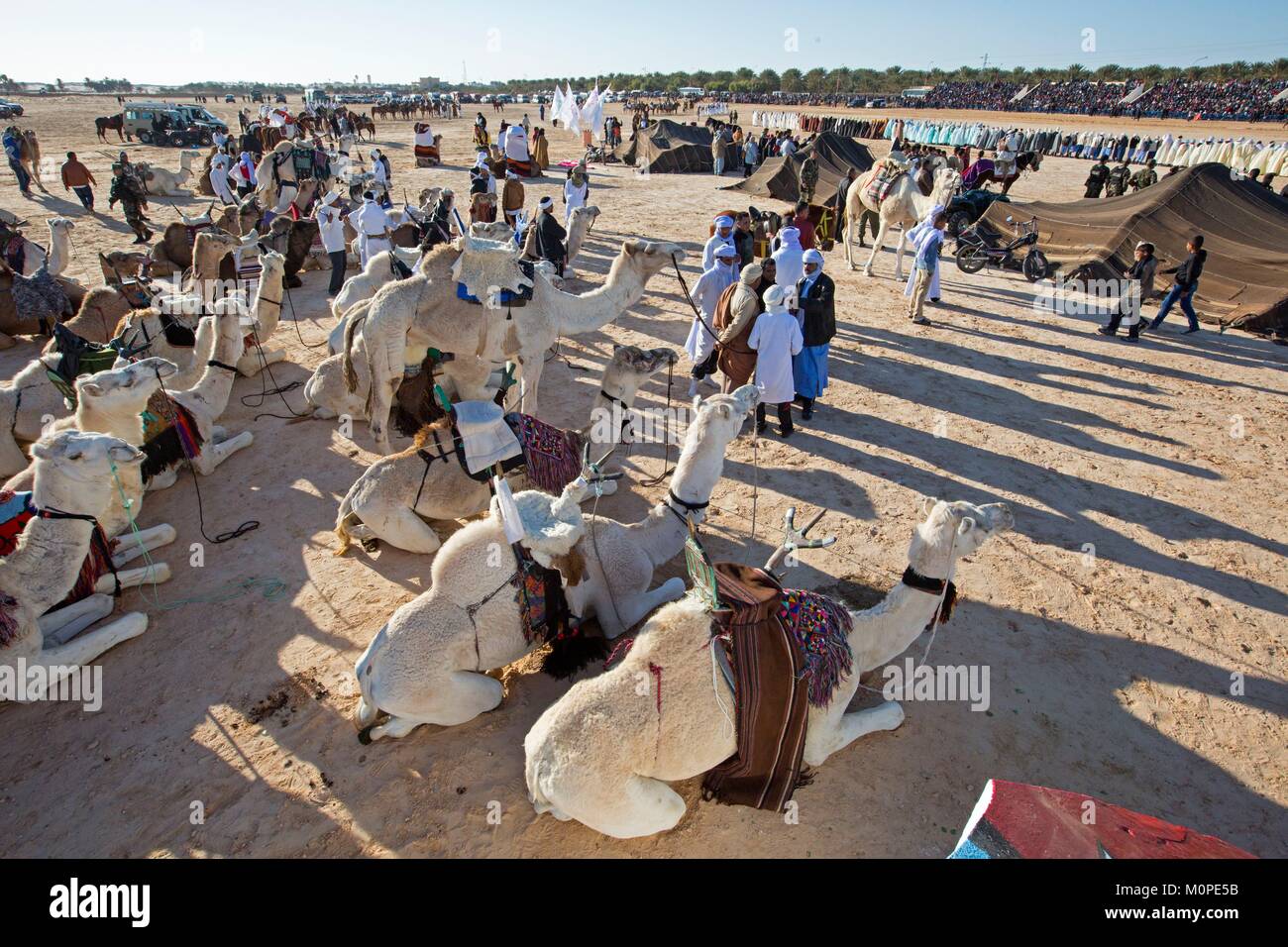 Tunisia,Douz,Sahara,international festival of the Sahara in Douz,tent and dromedary Bedouins,Amazigh,Berbers Stock Photo