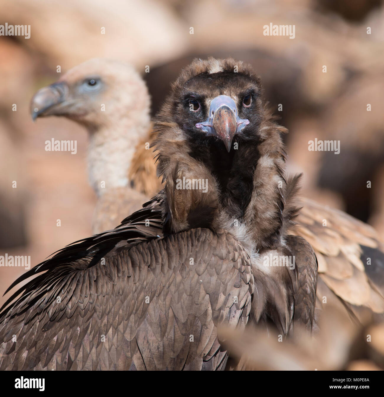 European Black/Cinereous Vulture (Aegypius monachus) sat on the ground in the Pyrenees mountains, Spain, looking face on Stock Photo