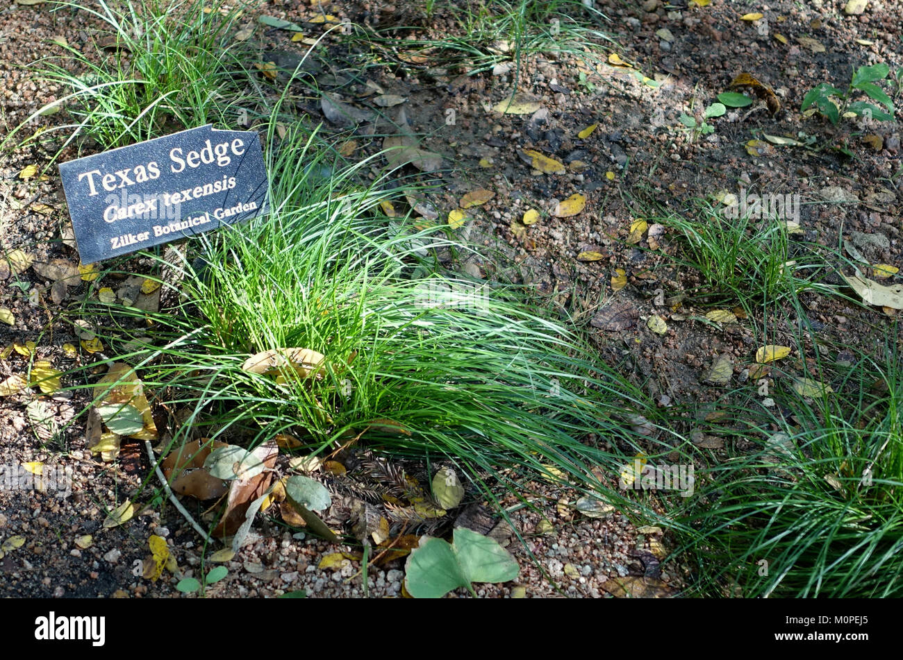 Carex texensis - Zilker Botanical Garden - Austin, Texas - DSC08932 Stock Photo