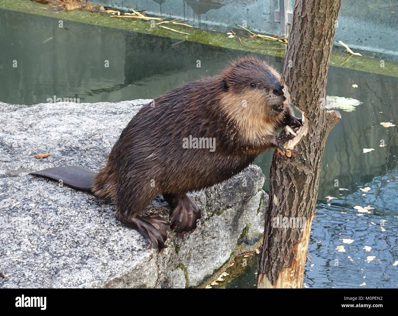 Large beaver castor canadensis hi-res stock photography and images - Alamy