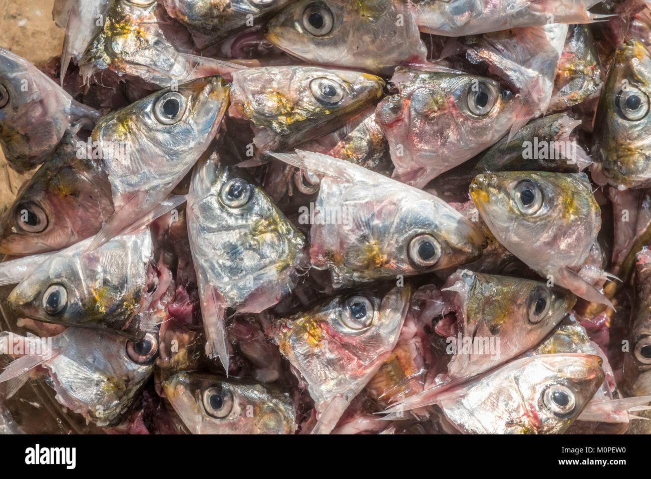 France,Charente Maritime,Oleron island,head of sardines (Sardina pilchardus) Stock Photo