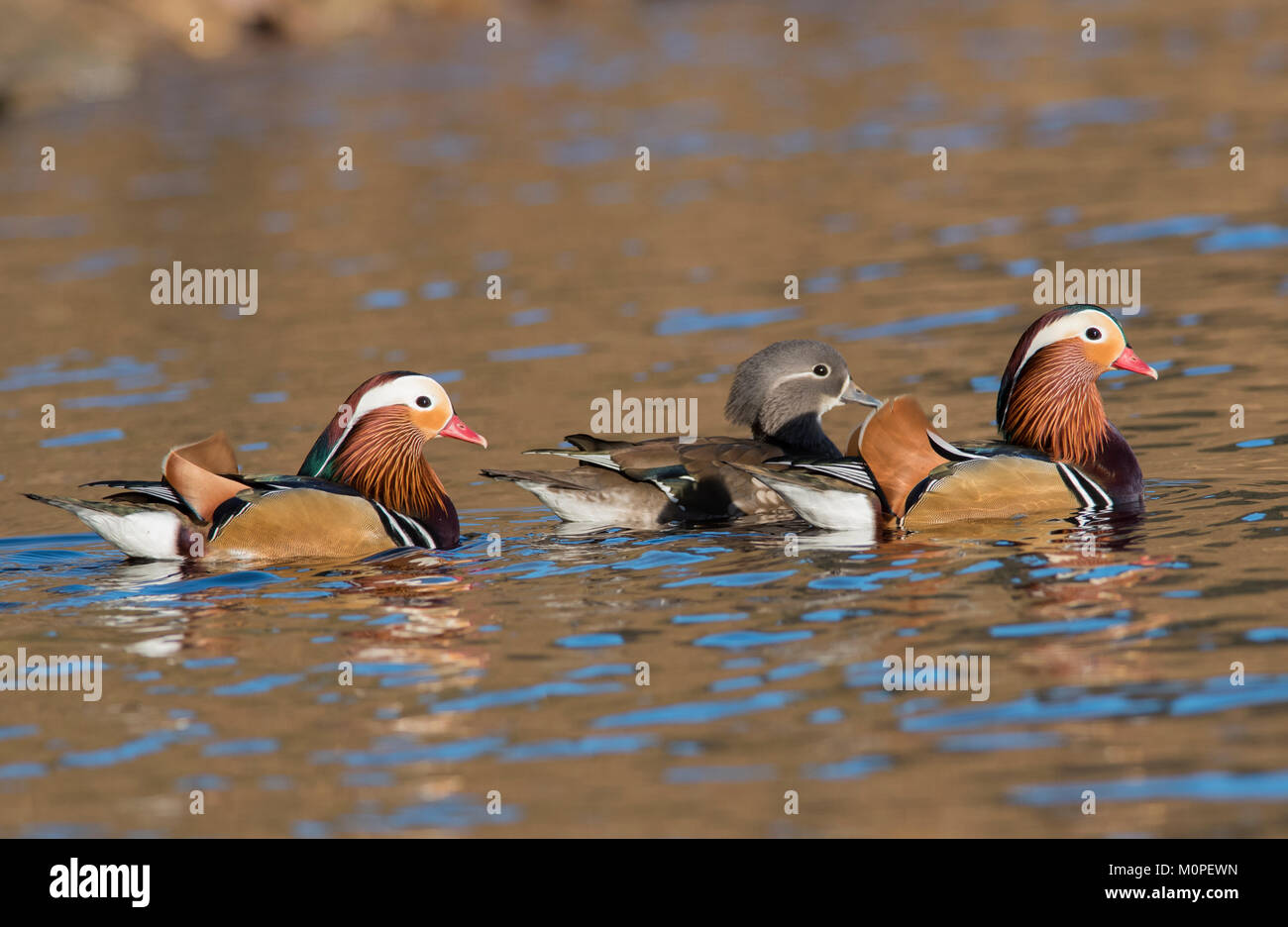 Male female mandarin duck on hires stock photography and images Alamy