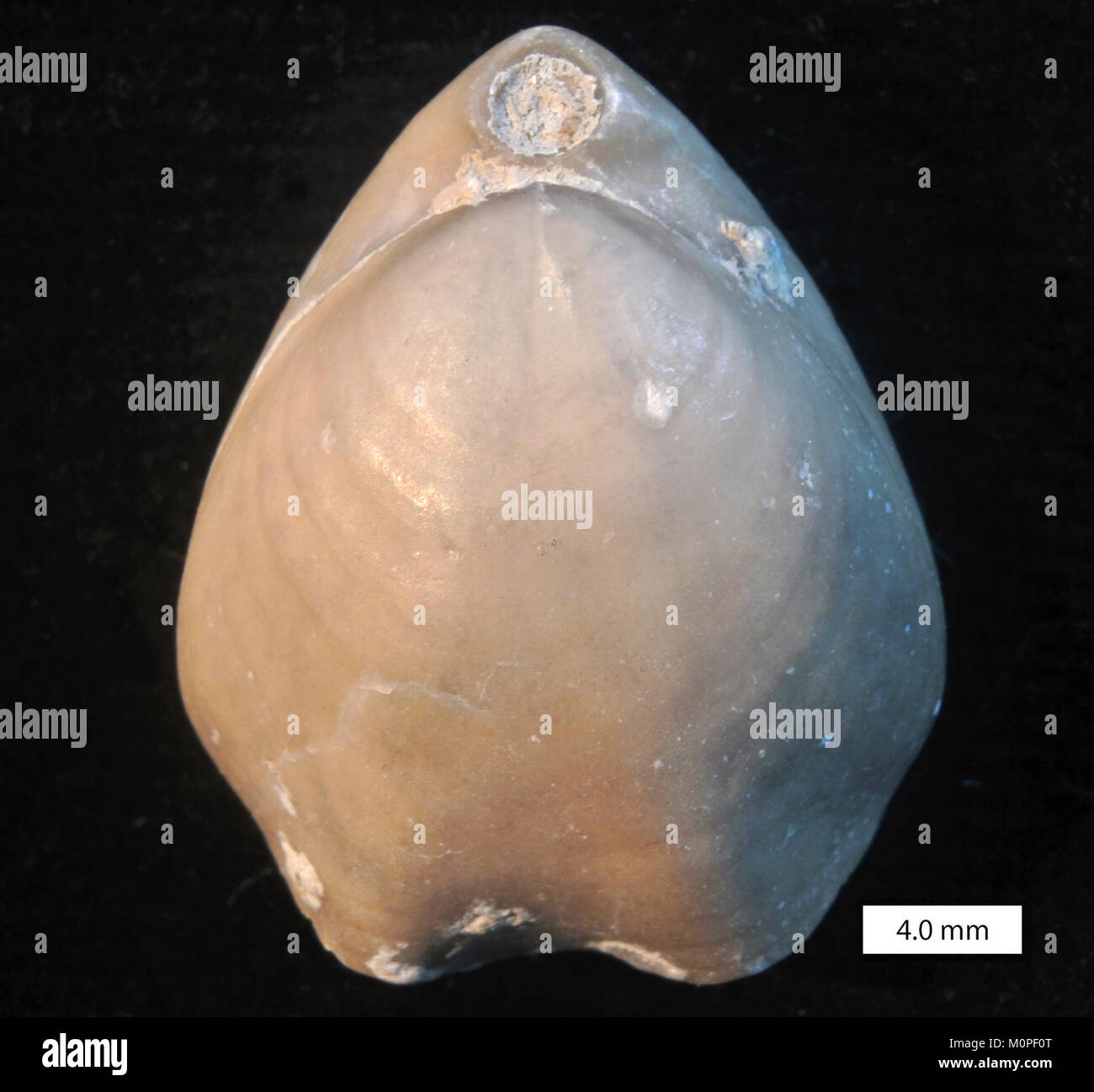 Cererithyris arkelli is a species of gastropod mollusk described in ...