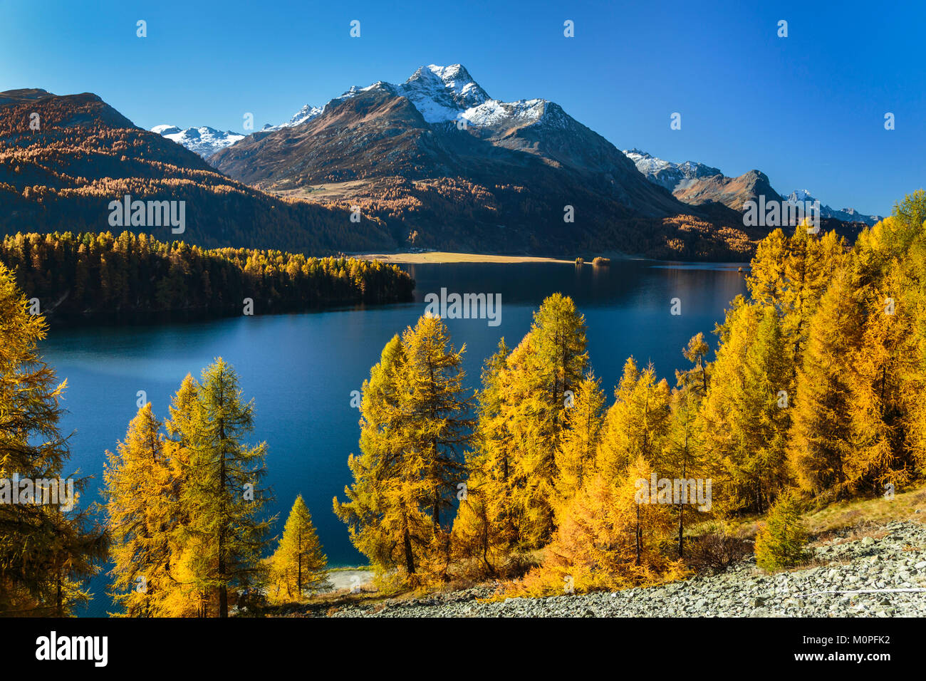 Fall Foliage Color In The Larch Trees In The Engadine Valley Graubuden 