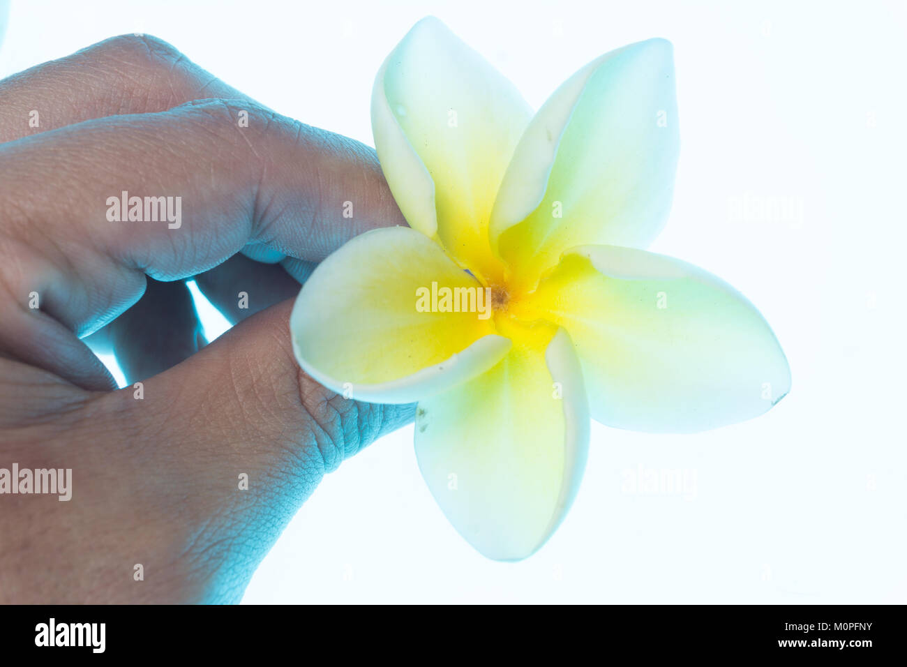 Human hand holding a white flower (Plumeria Alba Stock Photo - Alamy