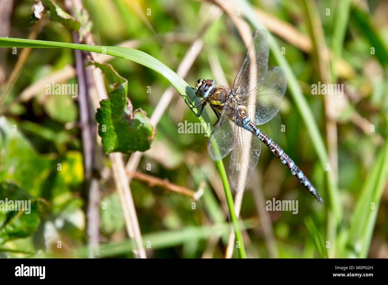 Migrant Hawker (Aeshna mixta) dragonfly perched on grass, Cornwall, England, UK. Stock Photo