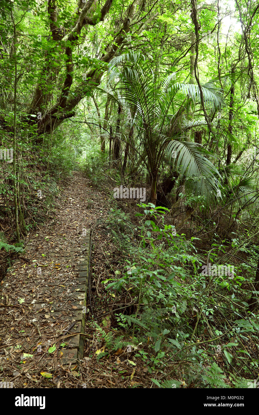 Walking trail in tropical forest Stock Photo - Alamy