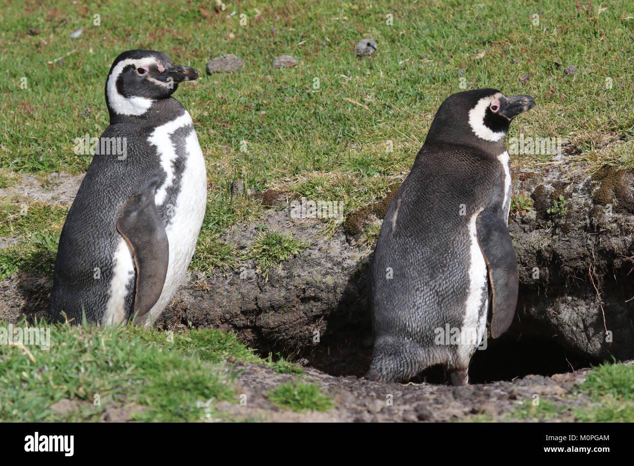 Magellanic penguins Stock Photo