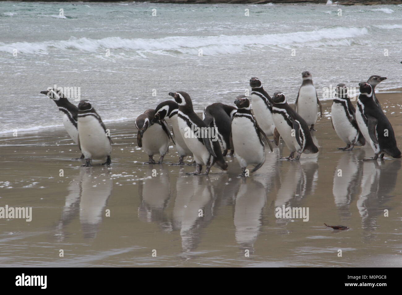 Magellanic penguins Stock Photo