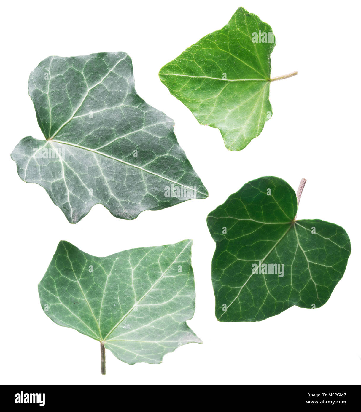 Green ivy leaves on the white background. Stock Photo