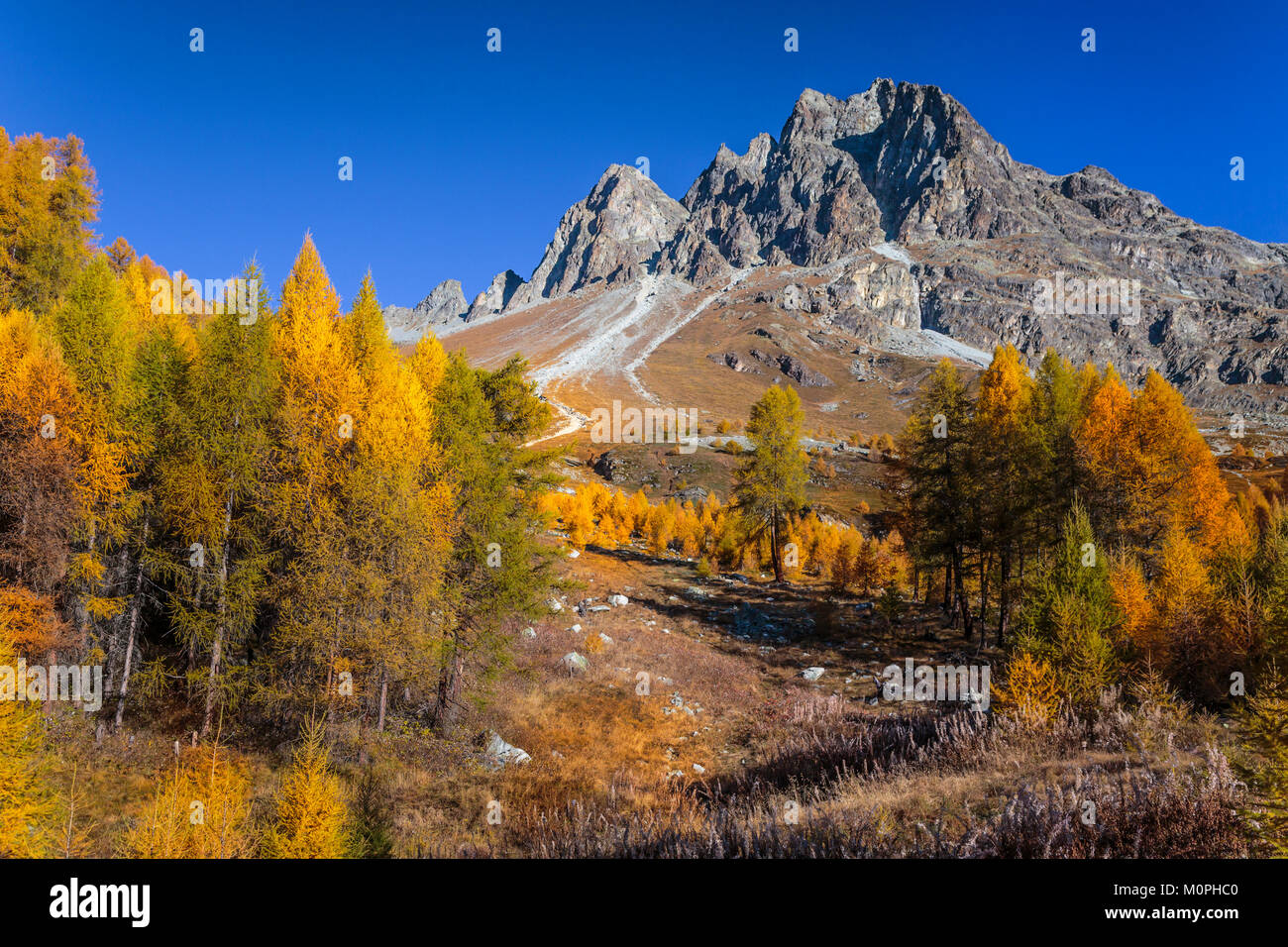 Fall foliage color in the larch trees in the Engadin Valley, Graubuden, Switzerland, Europe