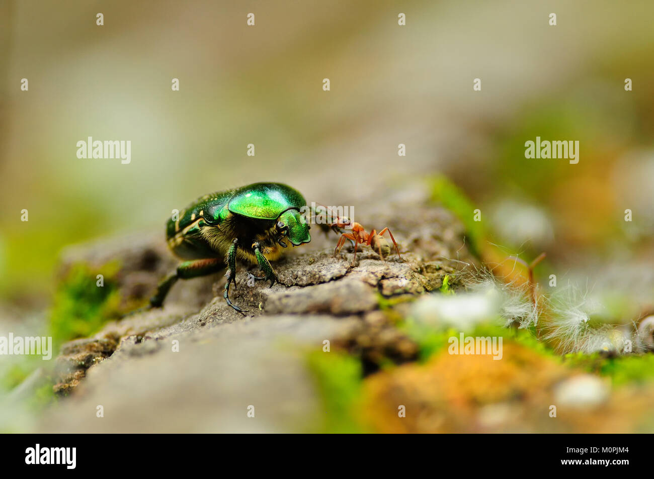 Rose chafer (green rose chafer) met the red wood ant (horse ant) on a fallen tree and they carefully become acquainted (macro). Stock Photo