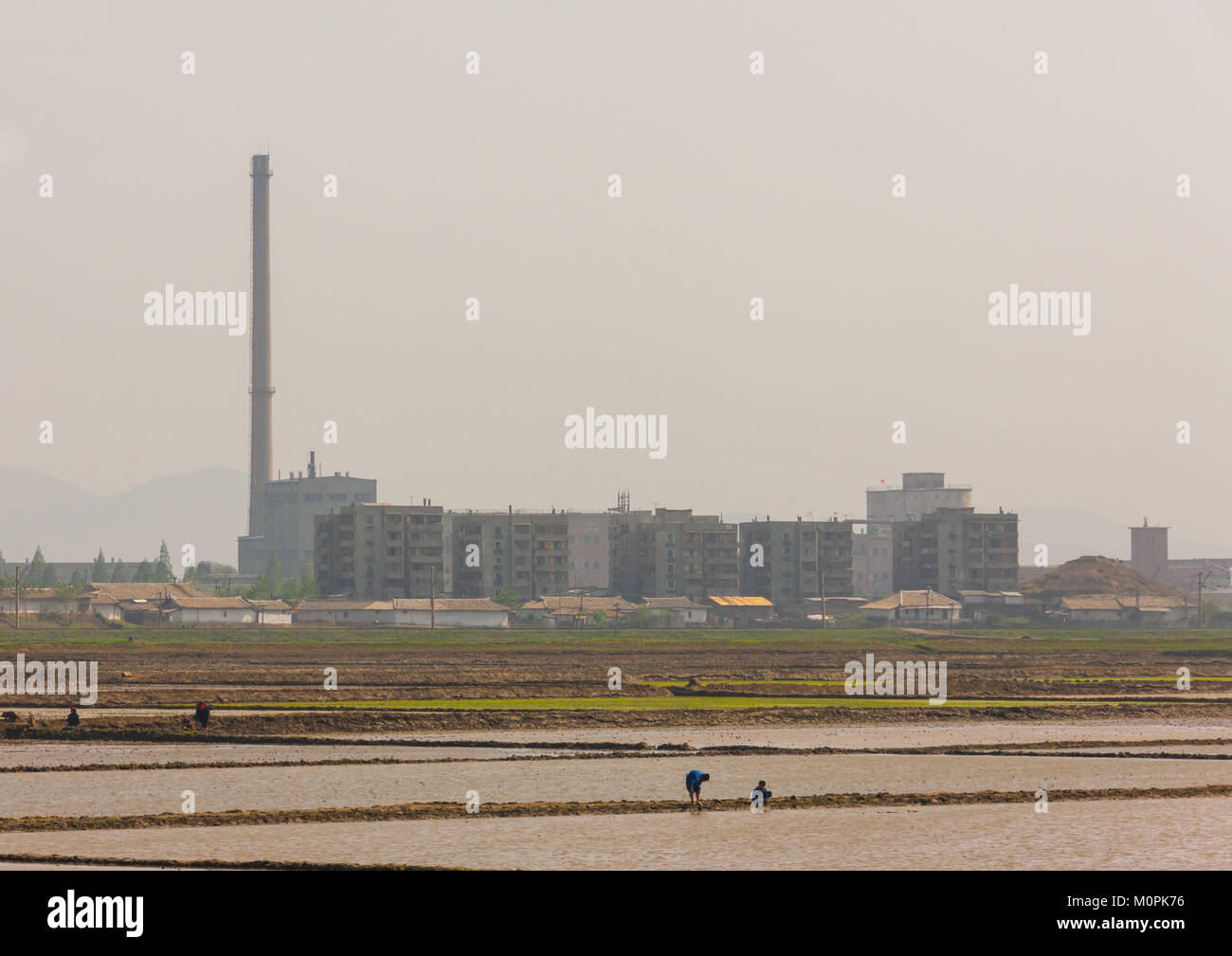 North Korean people working in a field in front of buildings and